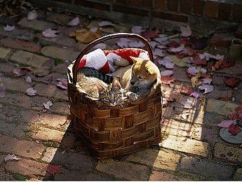 动视确认《黑色行动6》僵尸模式部分角色演员已更换