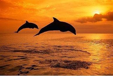 《迷失》与慈善机构合作 筹集资金帮助现实流浪猫